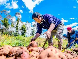 Menor carga tributaria y reintegro de IGV: ¿el nuevo marco dinamizará la agroindustria?